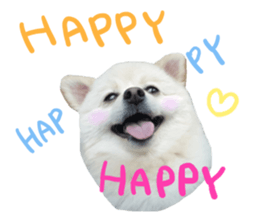 Taking a picture! Pomeranian sticker #14442261