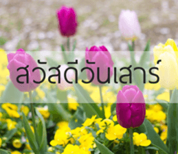 Sawasdee sticker #14442588