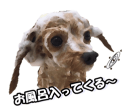 fanchocorin sticker #14443962