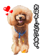 fanchocorin sticker #14443985