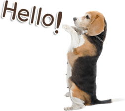 Naugthy Woof and Meow gang (Eng) sticker #14444438