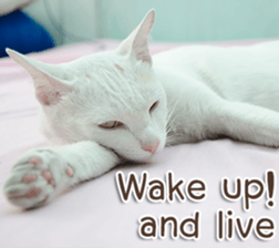 Naugthy Woof and Meow gang (Eng) sticker #14444439