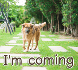 Naugthy Woof and Meow gang (Eng) sticker #14444443