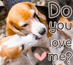 Naugthy Woof and Meow gang (Eng) sticker #14444447