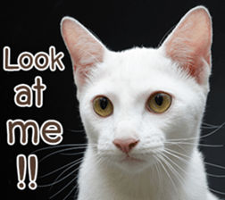 Naugthy Woof and Meow gang (Eng) sticker #14444449