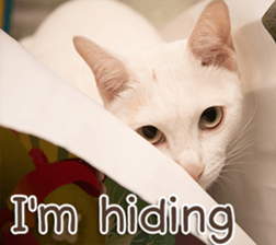 Naugthy Woof and Meow gang (Eng) sticker #14444458