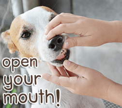 Naugthy Woof and Meow gang (Eng) sticker #14444460