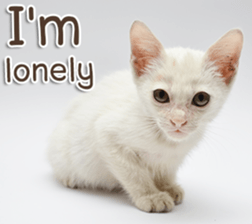 Naugthy Woof and Meow gang (Eng) sticker #14444468