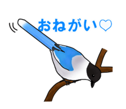 Rare Birds in Japan sticker #14444490