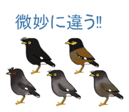 Rare Birds in Japan sticker #14444492