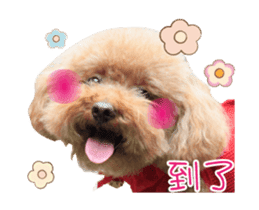 Poodle Queen3_a cute little girl sticker #14445735