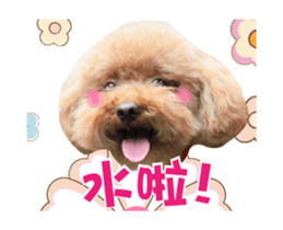 Poodle Queen3_a cute little girl sticker #14445736