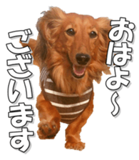 dachshundfan sticker #14445974