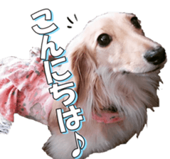 dachshundfan sticker #14445975