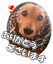 dachshundfan sticker #14445976