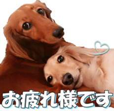 dachshundfan sticker #14445977