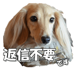 dachshundfan sticker #14445978