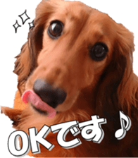 dachshundfan sticker #14445980