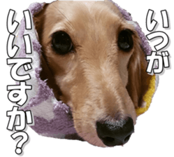 dachshundfan sticker #14445981