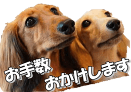 dachshundfan sticker #14445982
