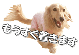dachshundfan sticker #14445983