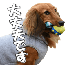 dachshundfan sticker #14445984