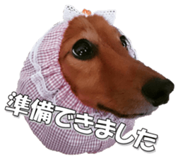 dachshundfan sticker #14445985