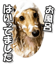dachshundfan sticker #14445986
