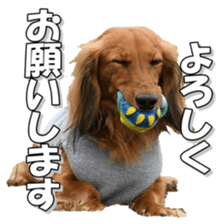 dachshundfan sticker #14445987