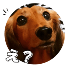 dachshundfan sticker #14445988