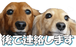 dachshundfan sticker #14445989