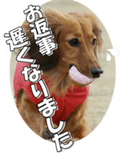 dachshundfan sticker #14445990