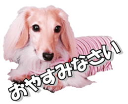dachshundfan sticker #14445991