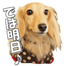 dachshundfan sticker #14445992