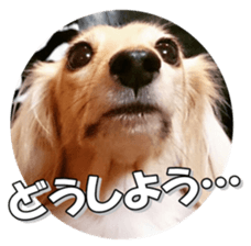 dachshundfan sticker #14445993