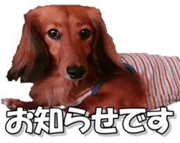 dachshundfan sticker #14445994