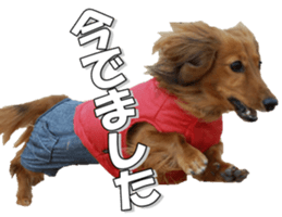 dachshundfan sticker #14445995