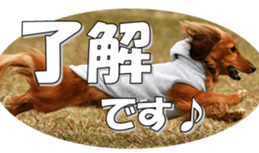 dachshundfan sticker #14445996