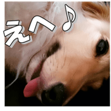 dachshundfan sticker #14445997