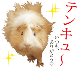 mop of guinea pig 2 sticker #14447314