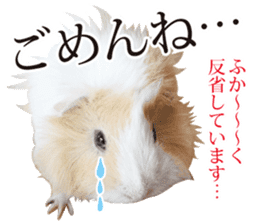 mop of guinea pig 2 sticker #14447316