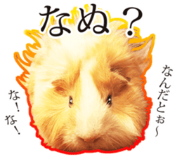 mop of guinea pig 2 sticker #14447319