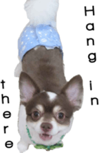 Bilingual dogs' stickers sticker #14449584