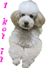 Bilingual dogs' stickers sticker #14449585