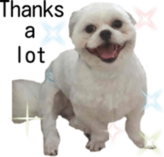 Bilingual dogs' stickers sticker #14449587
