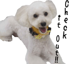 Bilingual dogs' stickers sticker #14449589