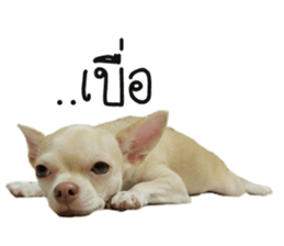 Melody dog sticker #14451670