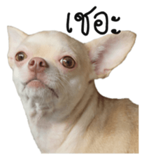 Melody dog sticker #14451674