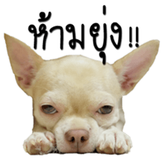 Melody dog sticker #14451679