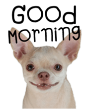 Melody dog sticker #14451682